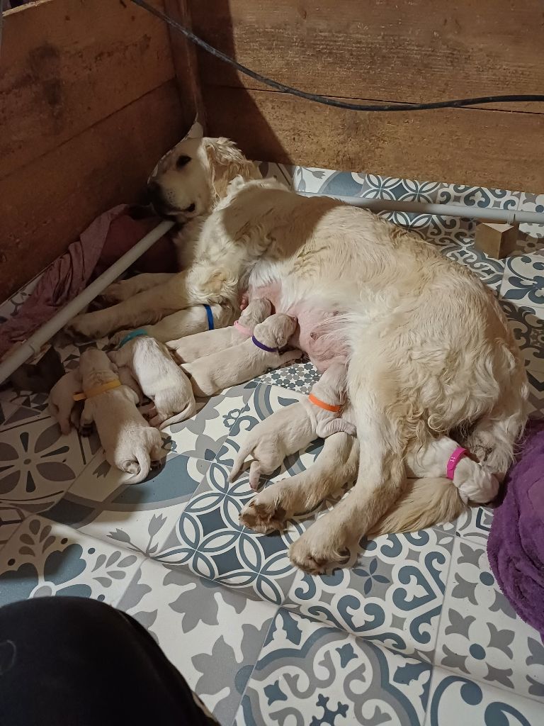 chiot Golden Retriever Du Confluent Du Dessoubre