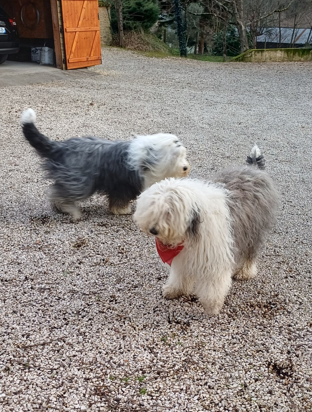 Une portée de bobtail va égayer notre fin d'été ! Naissance attendue pour le 21 aout...