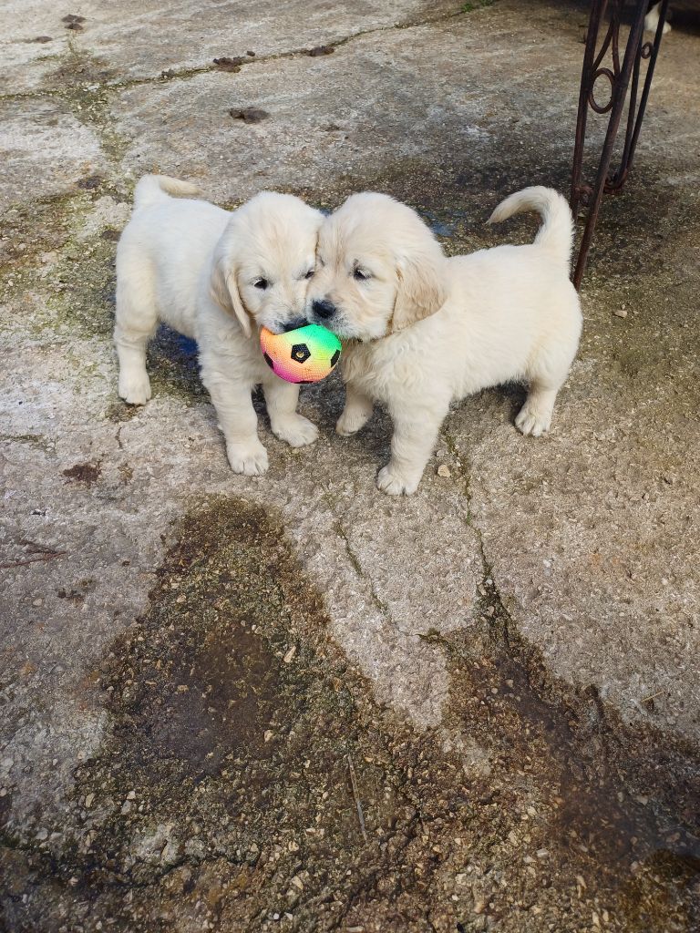 Les bébés Golden attendent leurs maitres! 