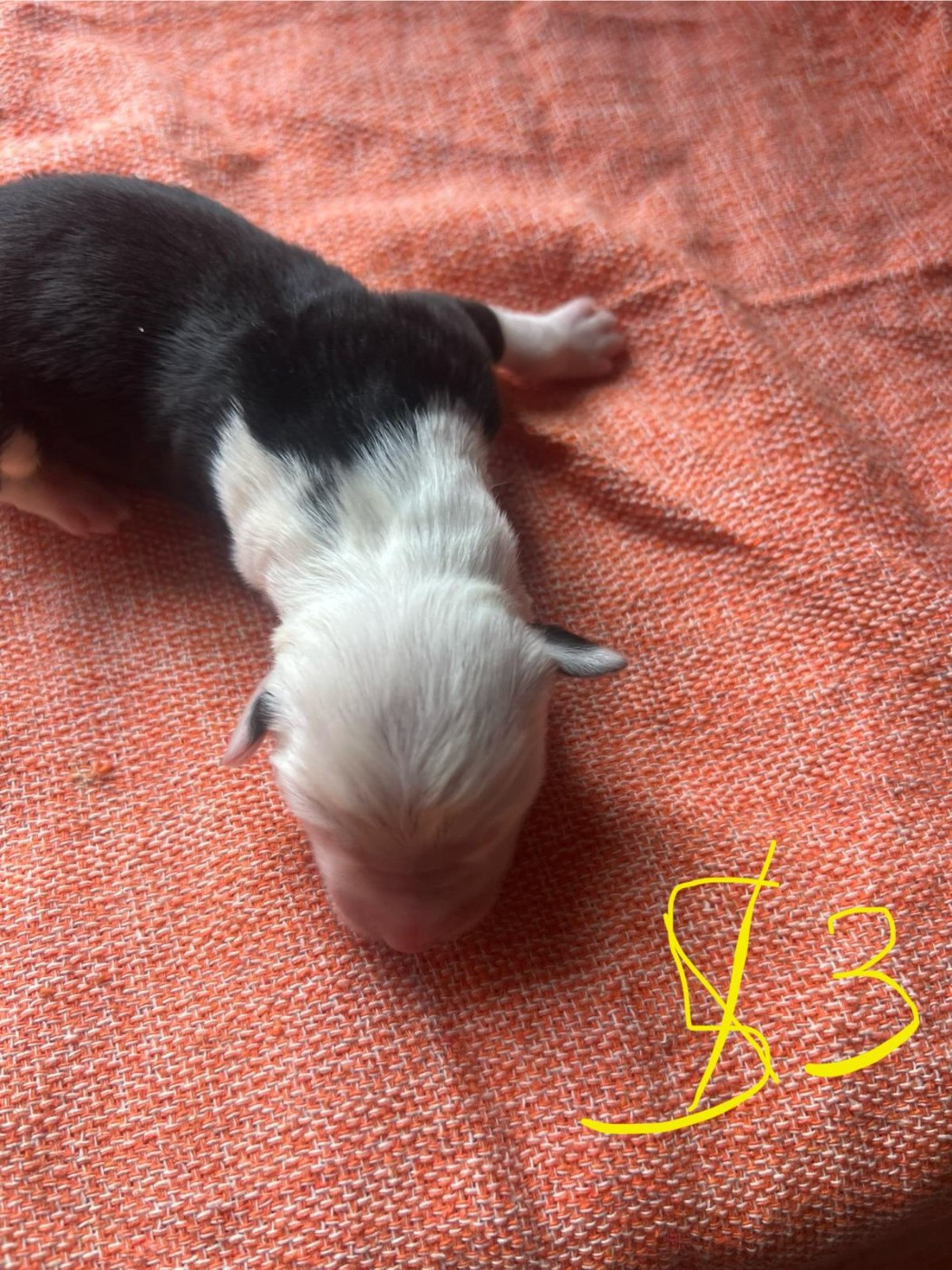 Du Confluent Du Dessoubre - Chiots disponibles - Bobtail