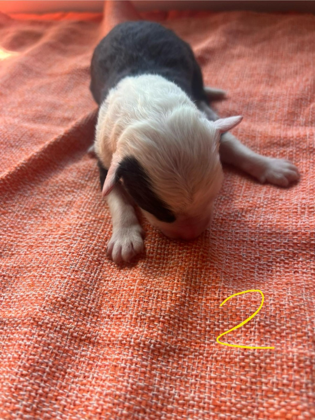 Du Confluent Du Dessoubre - Chiots disponibles - Bobtail