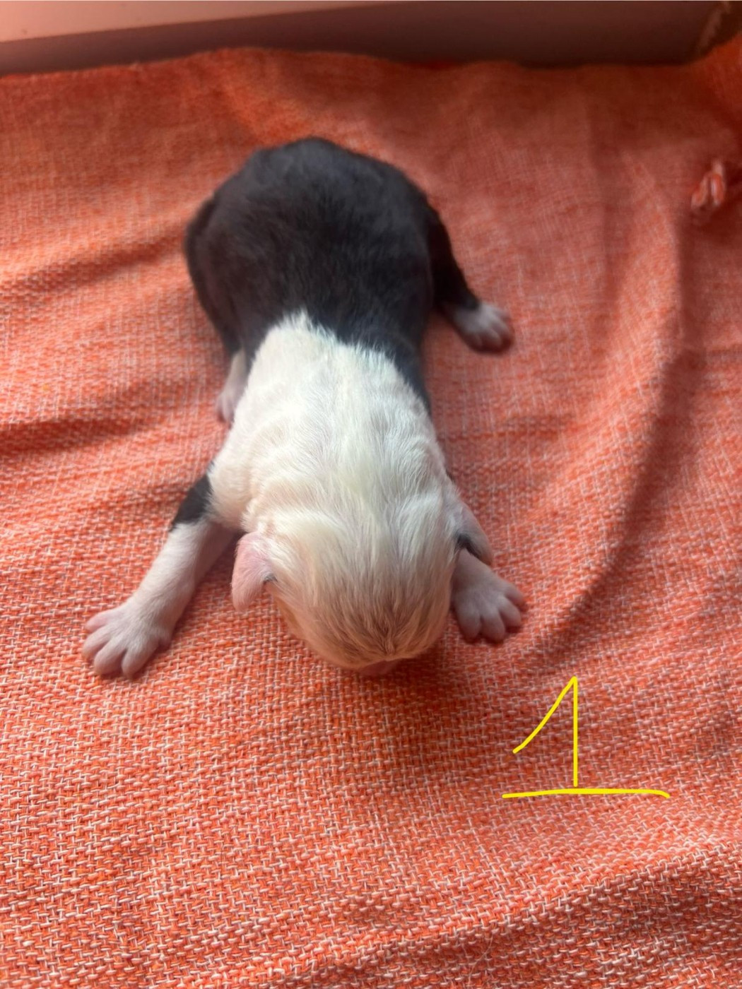 Du Confluent Du Dessoubre - Chiots disponibles - Bobtail