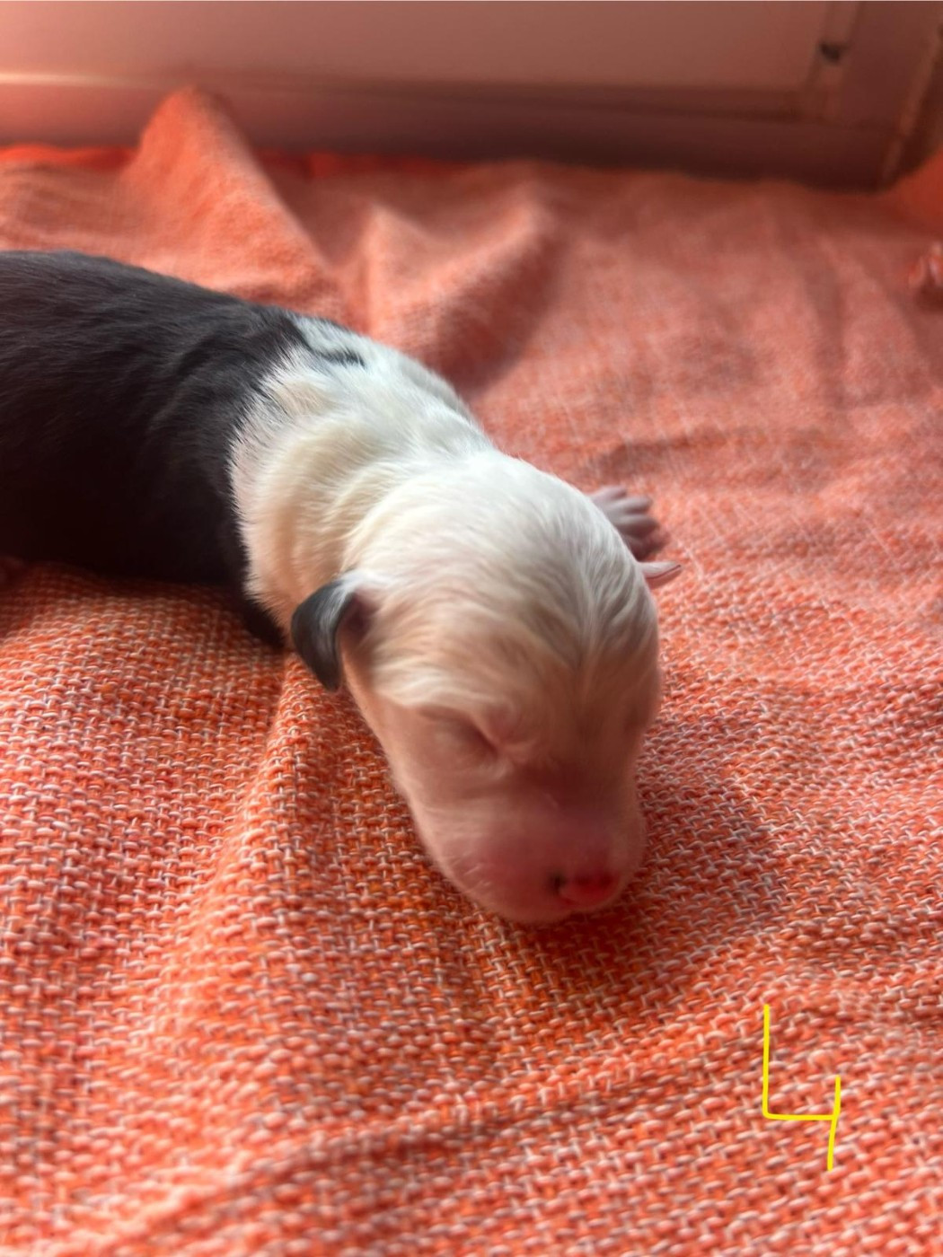 Du Confluent Du Dessoubre - Chiots disponibles - Bobtail