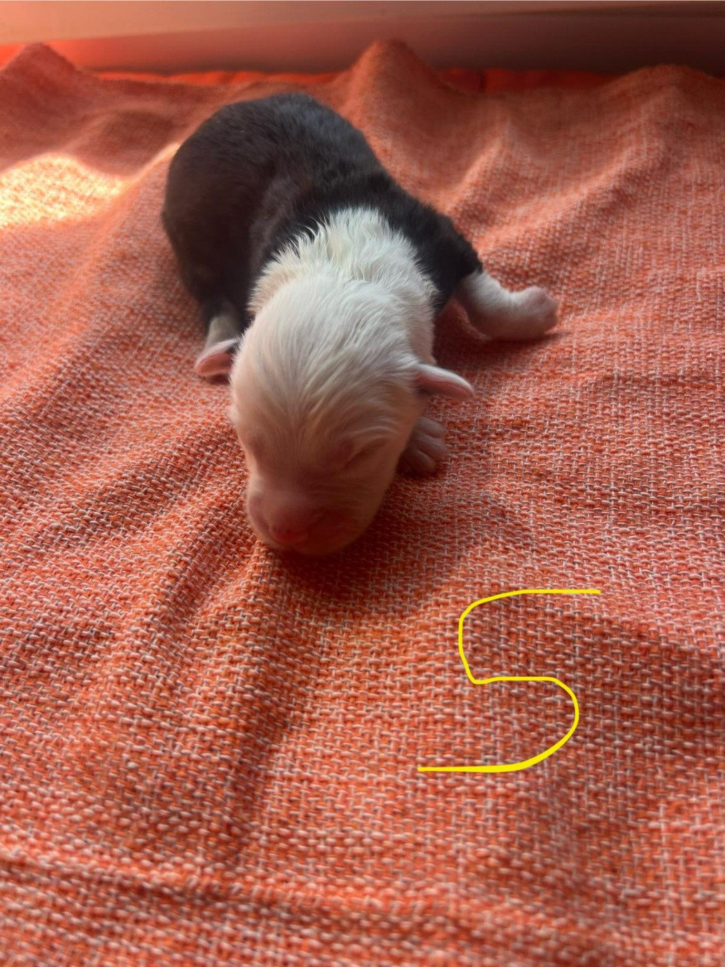Du Confluent Du Dessoubre - Chiots disponibles - Bobtail