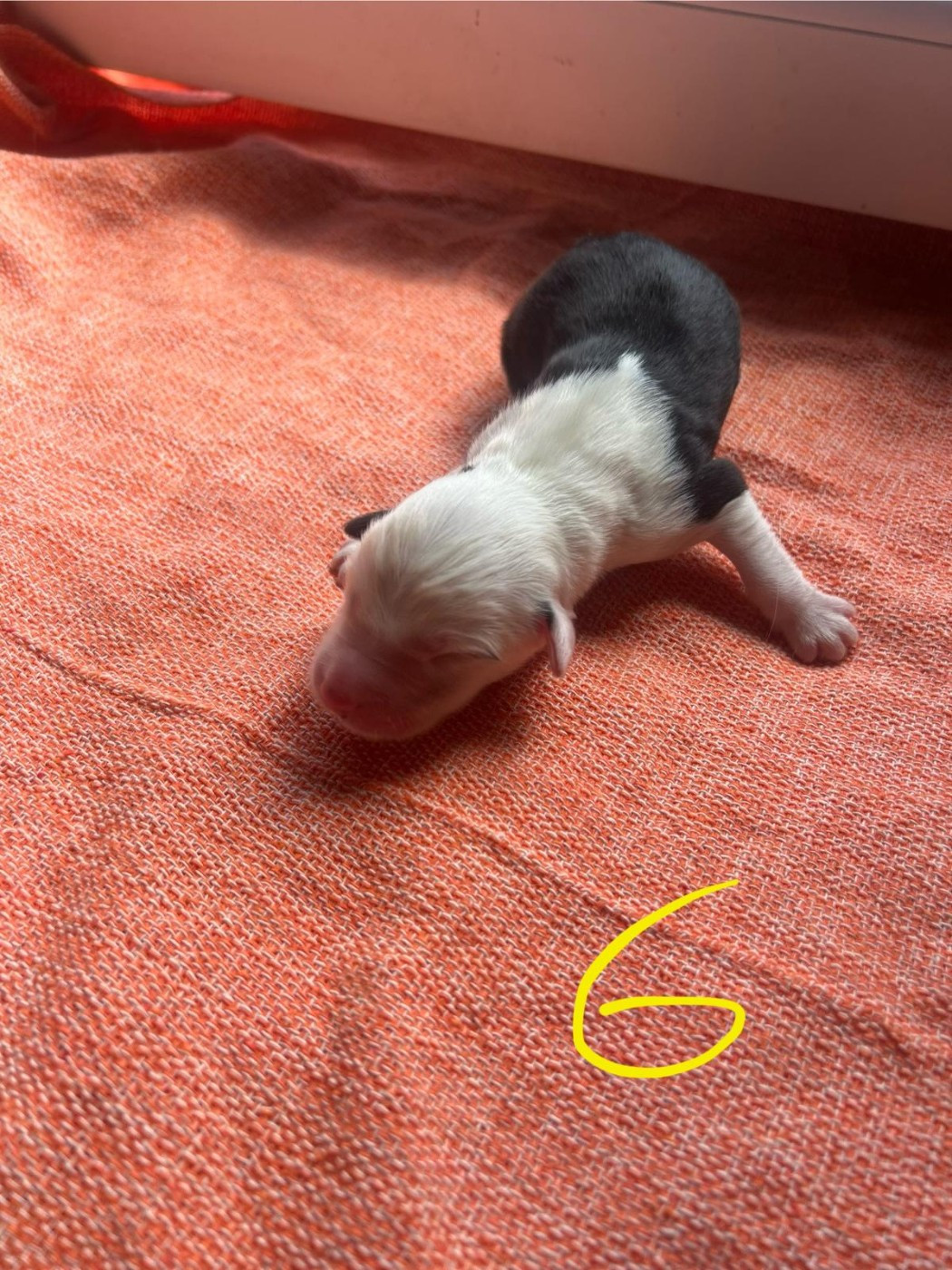 Du Confluent Du Dessoubre - Chiots disponibles - Bobtail