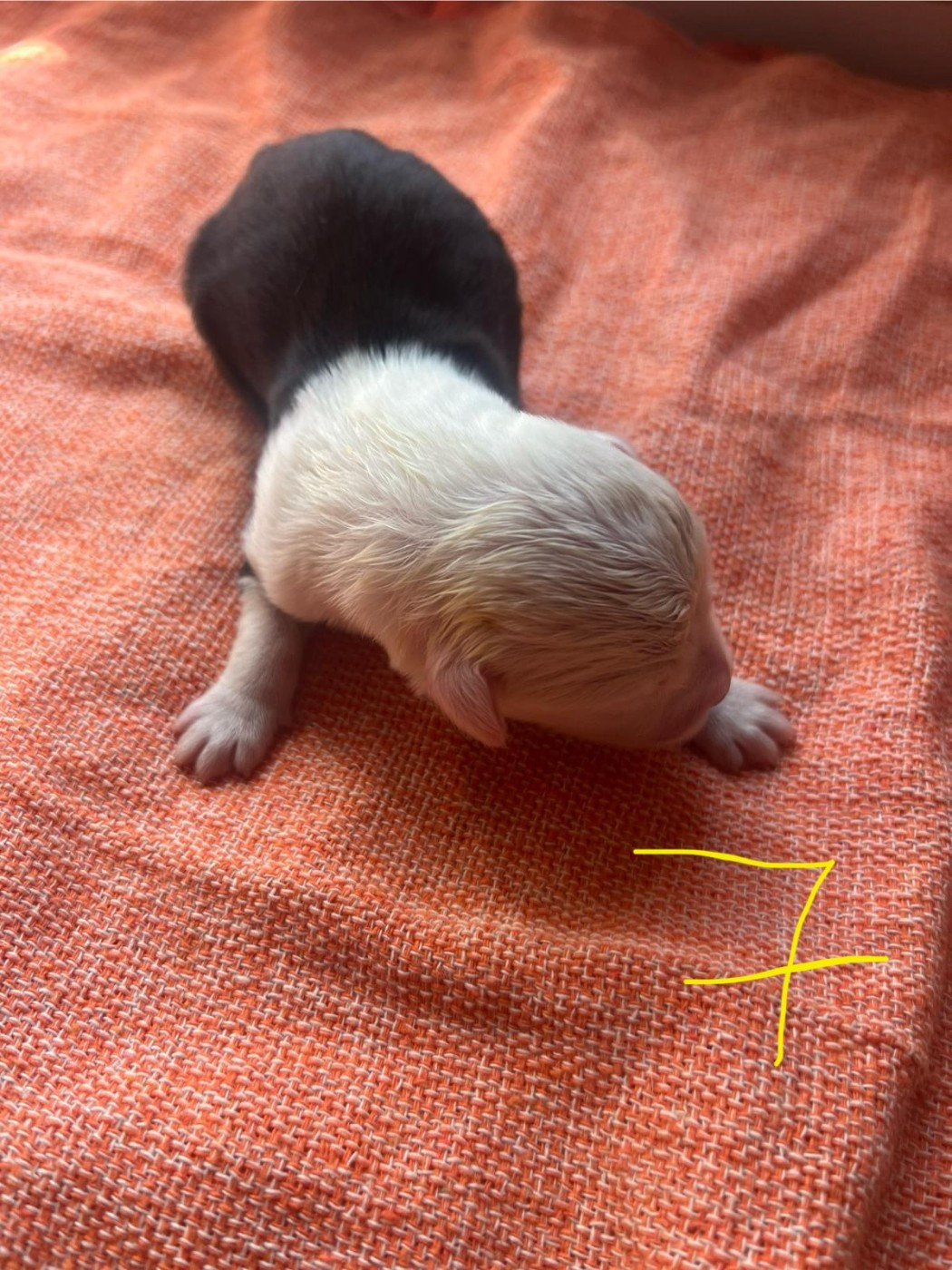 Du Confluent Du Dessoubre - Chiots disponibles - Bobtail