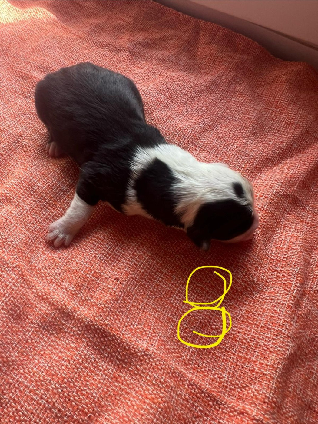 Du Confluent Du Dessoubre - Chiots disponibles - Bobtail