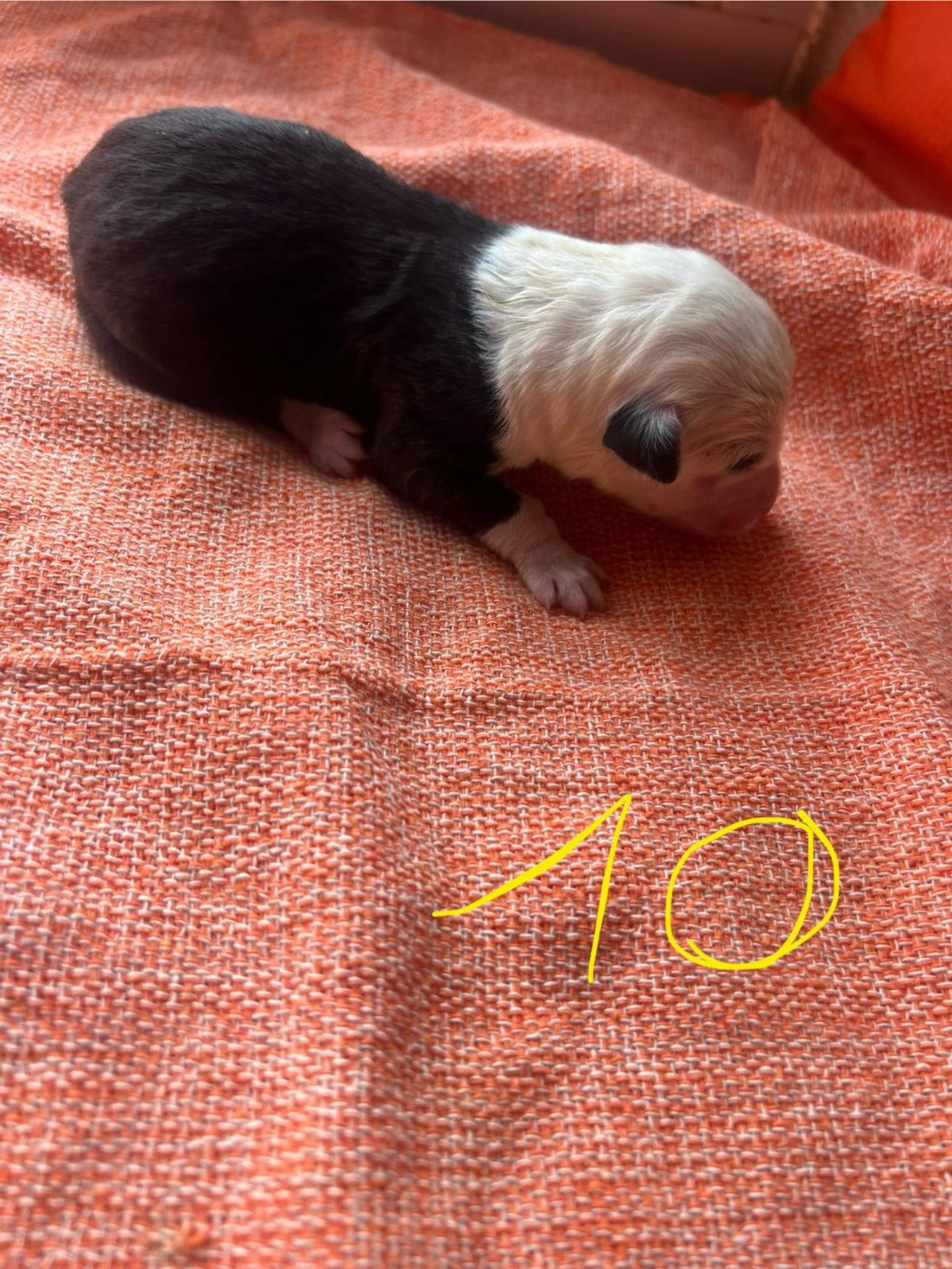 Du Confluent Du Dessoubre - Chiots disponibles - Bobtail