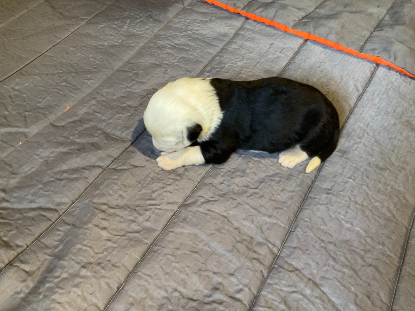 Du Confluent Du Dessoubre - Chiots disponibles - Bobtail