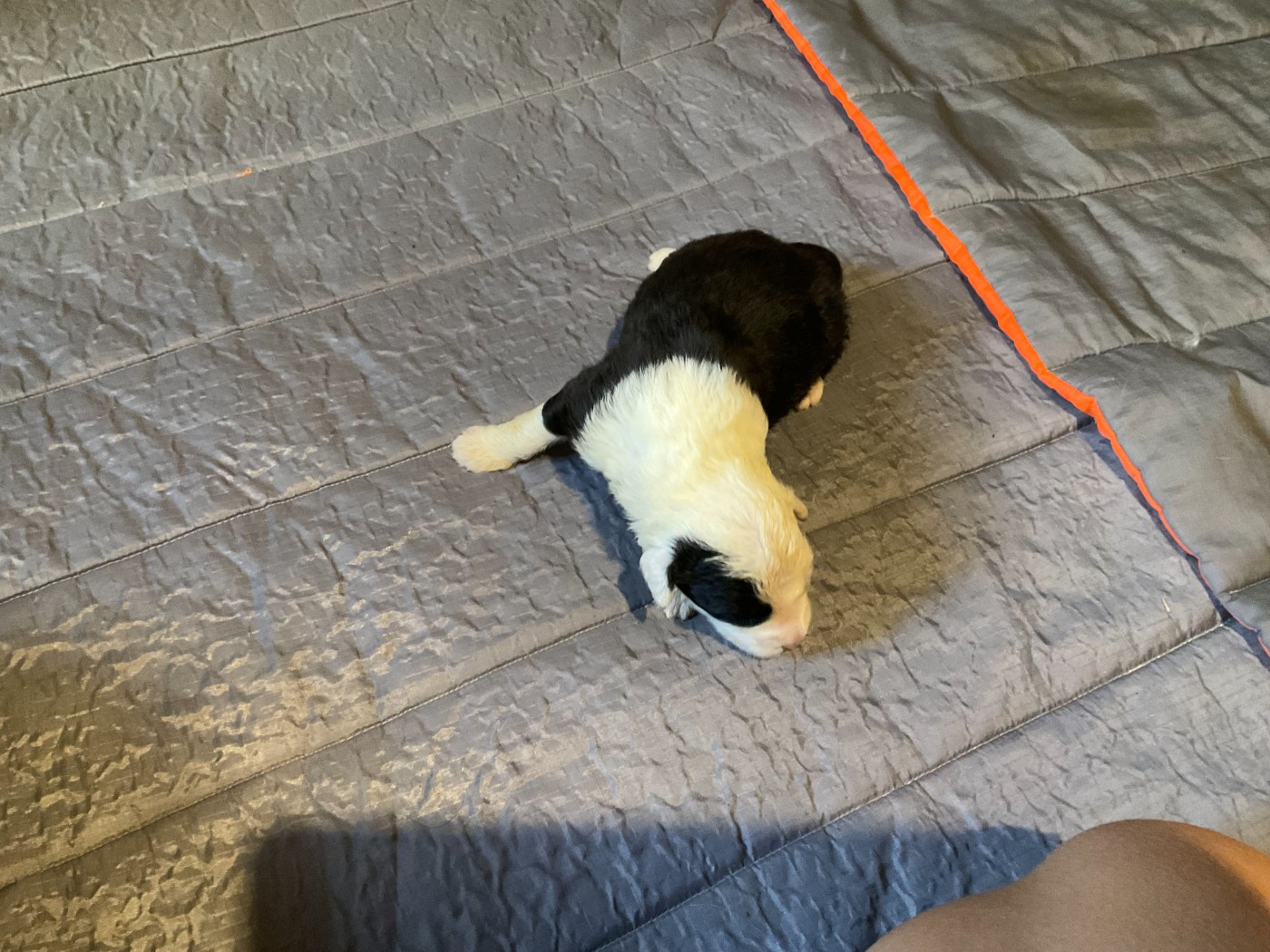 Du Confluent Du Dessoubre - Chiots disponibles - Bobtail