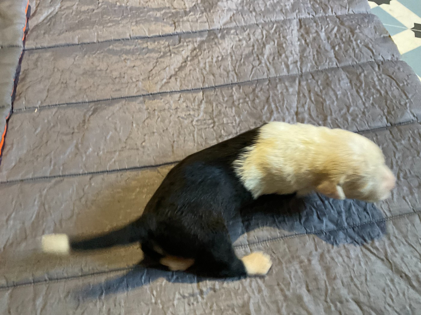Du Confluent Du Dessoubre - Chiots disponibles - Bobtail