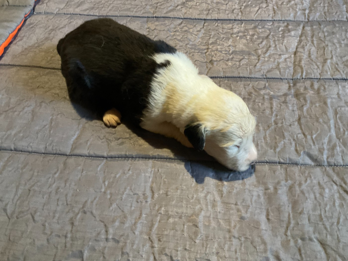 Du Confluent Du Dessoubre - Chiots disponibles - Bobtail
