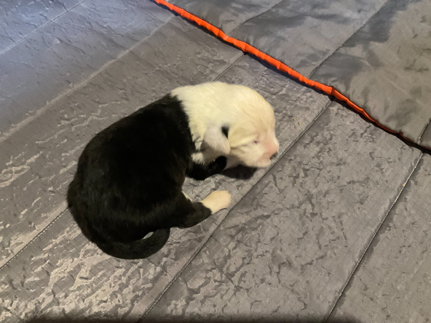 Du Confluent Du Dessoubre - Chiots disponibles - Bobtail