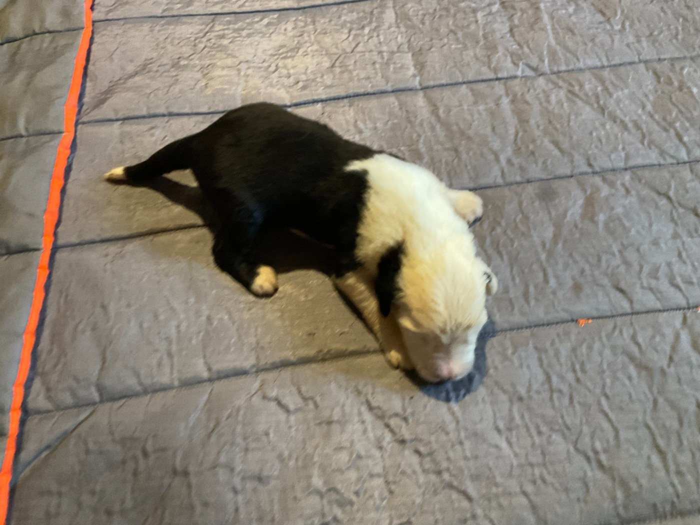 Du Confluent Du Dessoubre - Chiots disponibles - Bobtail
