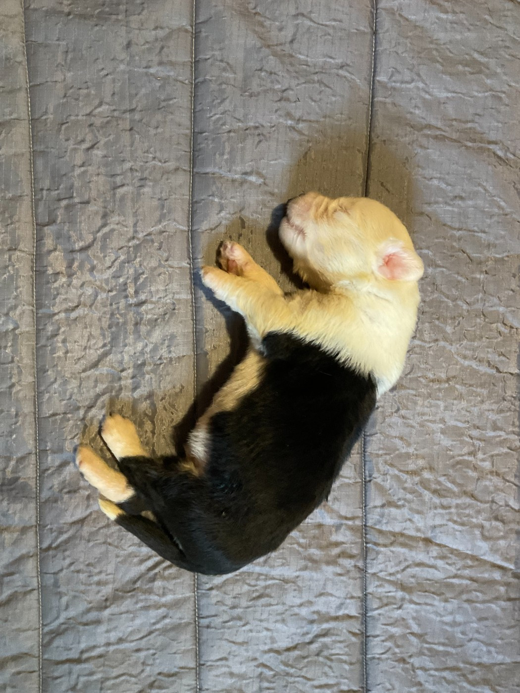 Du Confluent Du Dessoubre - Chiots disponibles - Bobtail