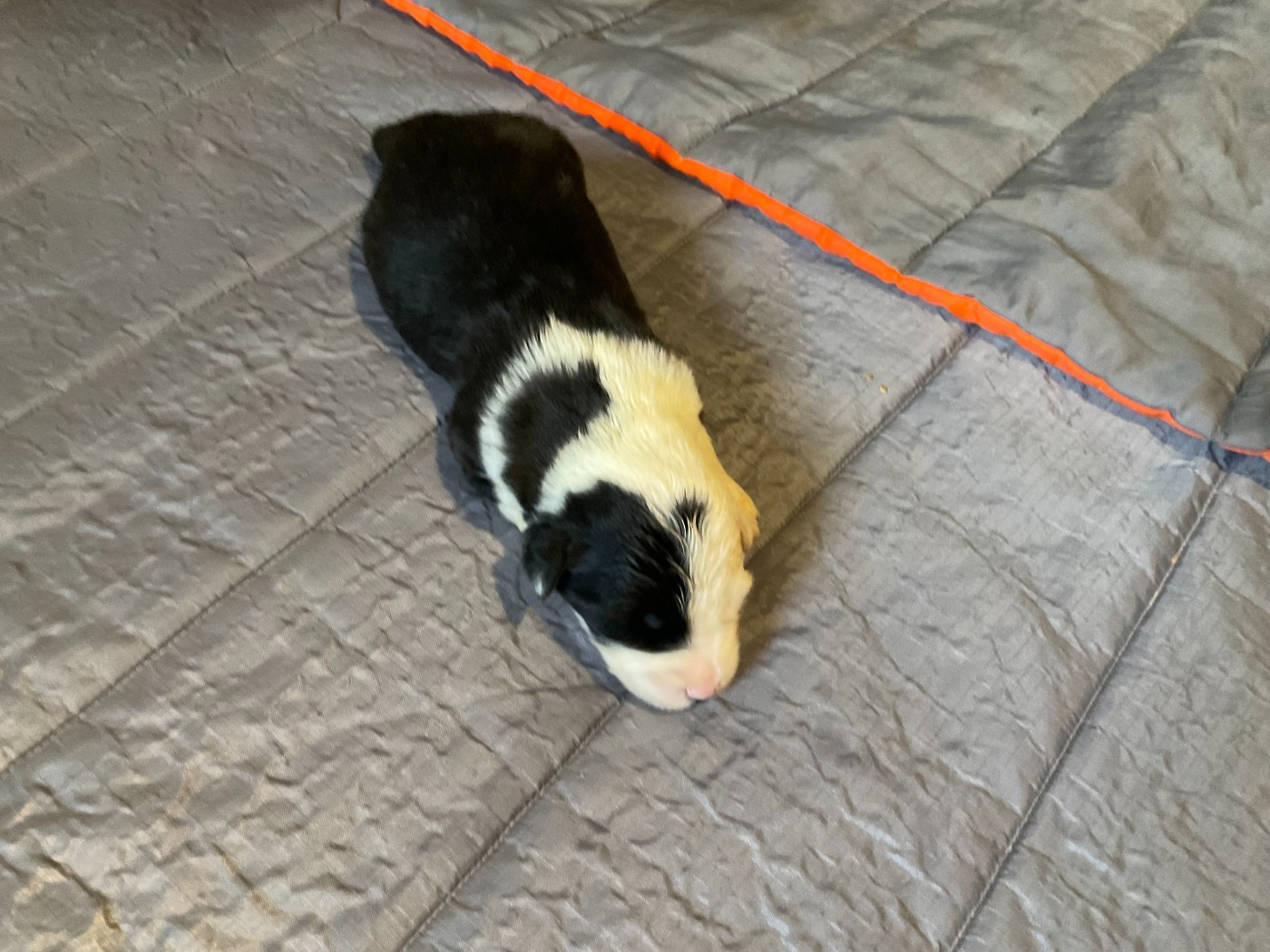 Du Confluent Du Dessoubre - Chiots disponibles - Bobtail