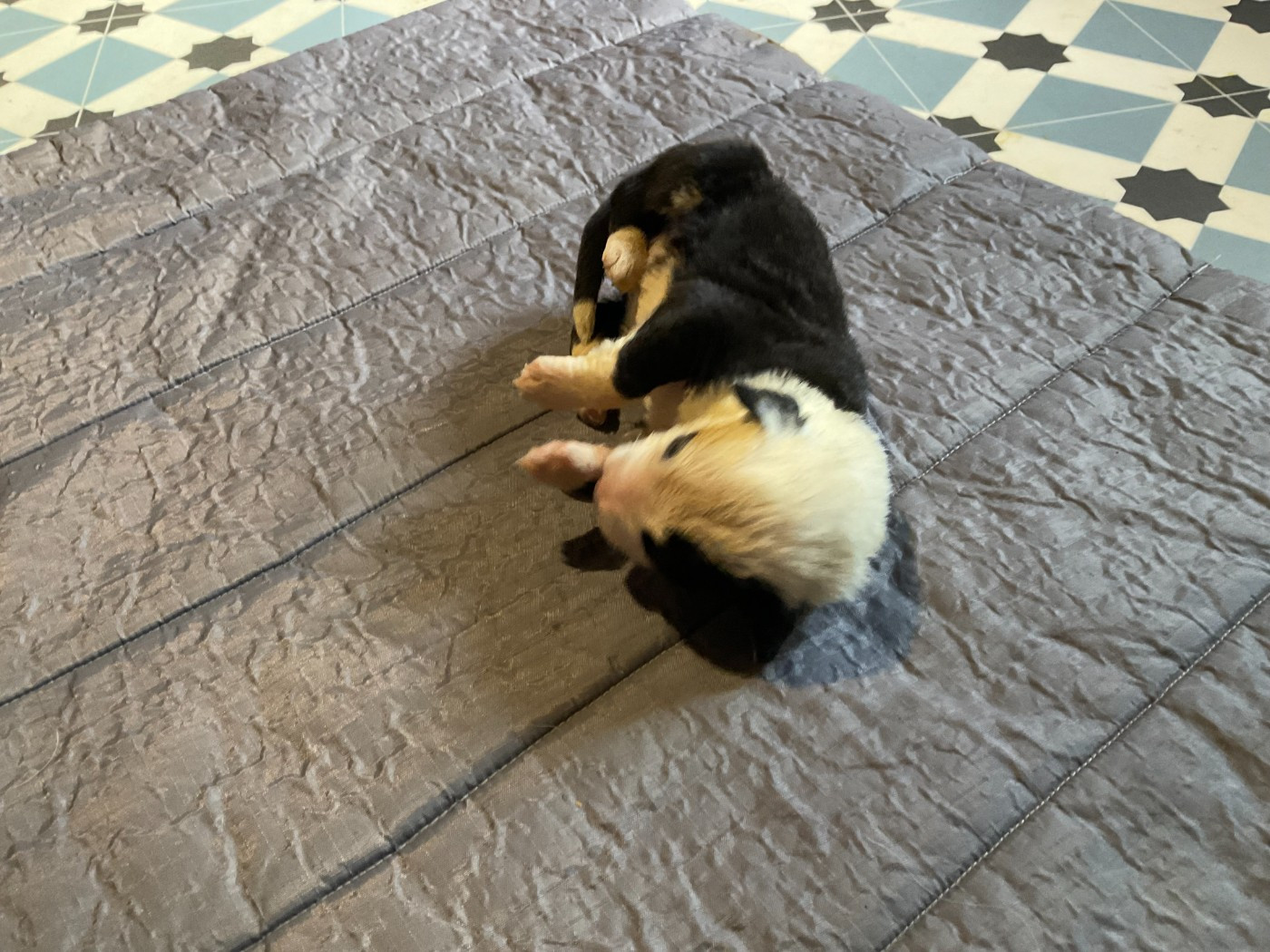 Du Confluent Du Dessoubre - Chiots disponibles - Bobtail