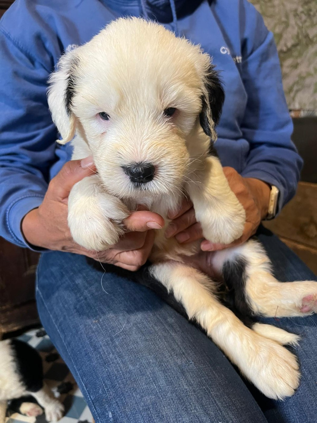Du Confluent Du Dessoubre - Chiots disponibles - Bobtail