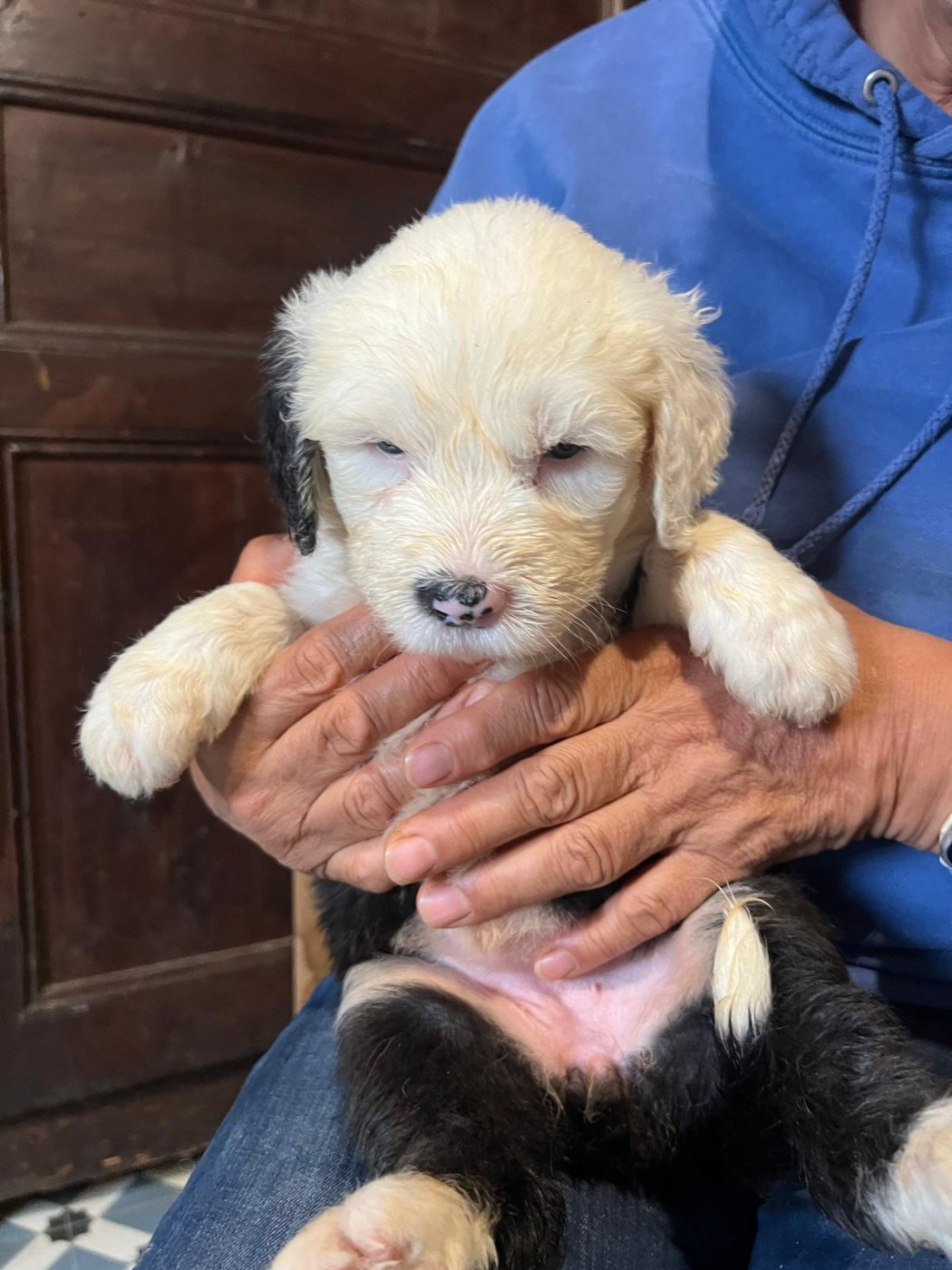 Du Confluent Du Dessoubre - Chiots disponibles - Bobtail