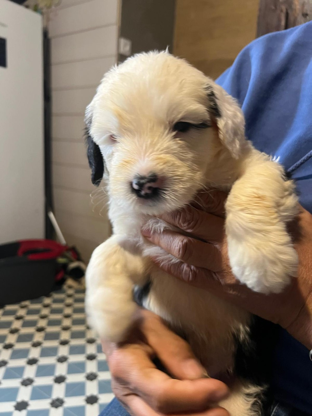 Du Confluent Du Dessoubre - Chiots disponibles - Bobtail
