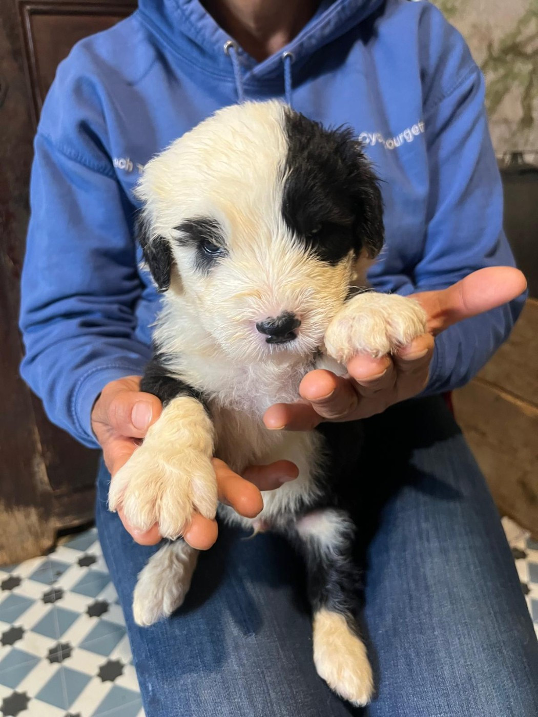 Du Confluent Du Dessoubre - Chiots disponibles - Bobtail