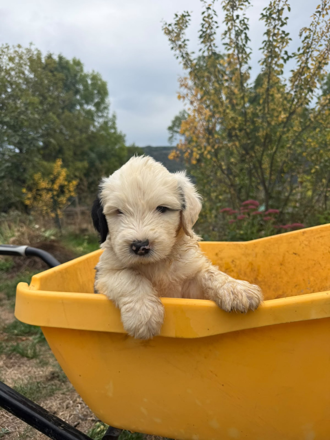 Du Confluent Du Dessoubre - Chiots disponibles - Bobtail