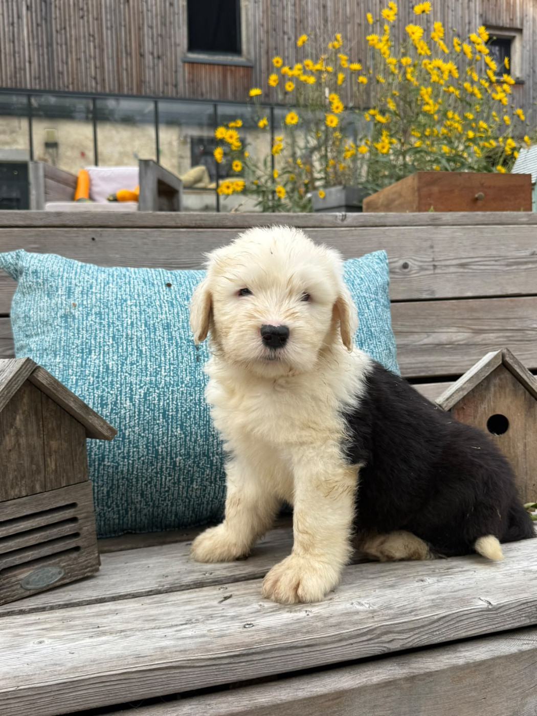 Du Confluent Du Dessoubre - Chiots disponibles - Bobtail