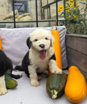 Du Confluent Du Dessoubre - Chiots disponibles - Bobtail