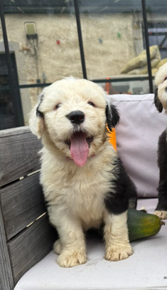 Du Confluent Du Dessoubre - Chiots disponibles - Bobtail